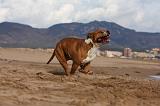 AMSTAFF ADULT 229